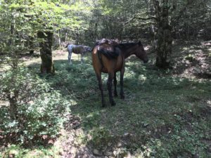 escursione parco dei nebrodi, cavalli al pascolo