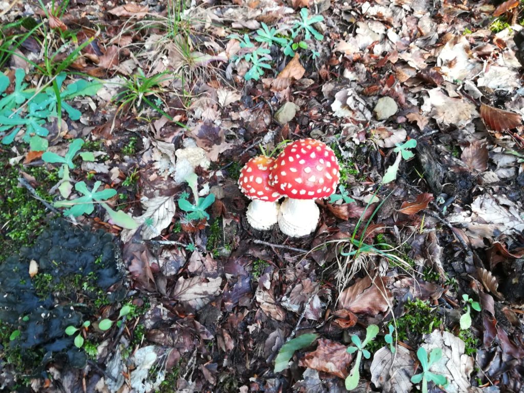 amanita falloide