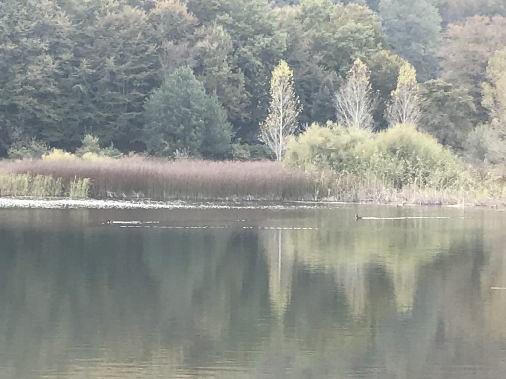 ucccelli lago Biviere