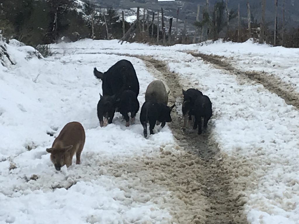 suino nero dei nebrodi con la neve