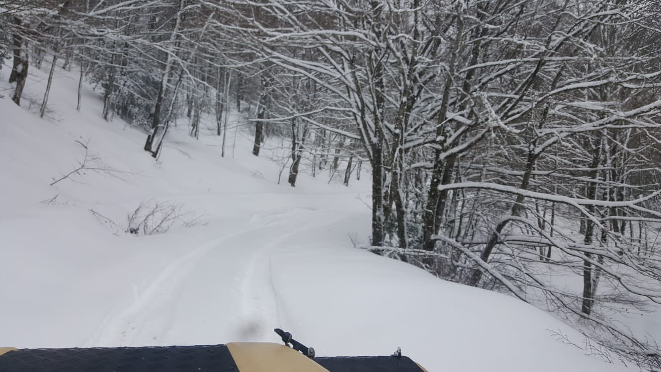 bosco mangalaviti con la neve fresca